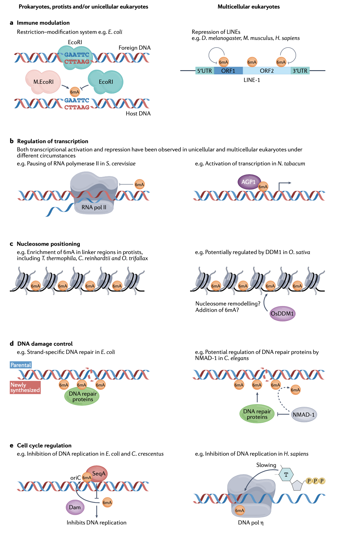 Cell cycle regulation